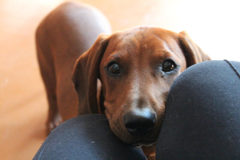Dachshund Puppy — Brown, Calm, Photograph, Person's Leg
