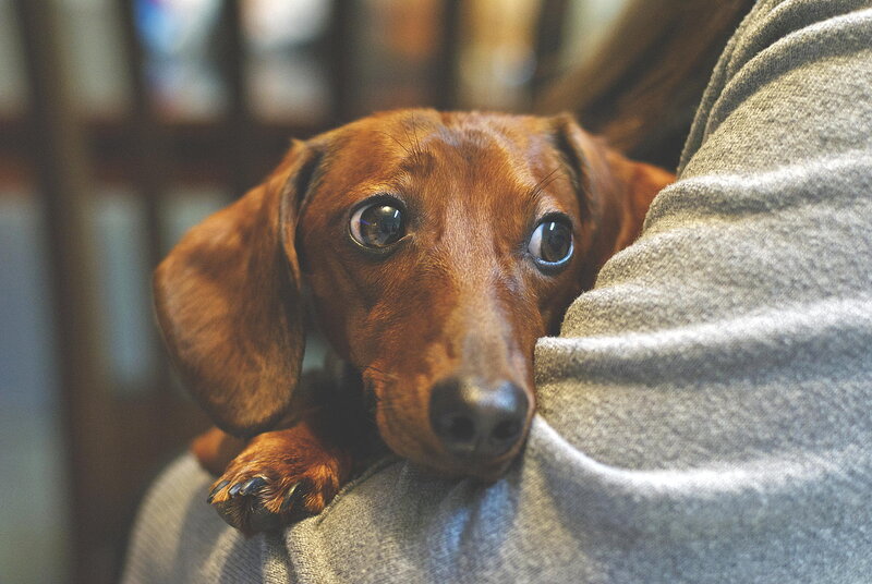Dachshund Puppy — Brown, Calm, Photograph, Person