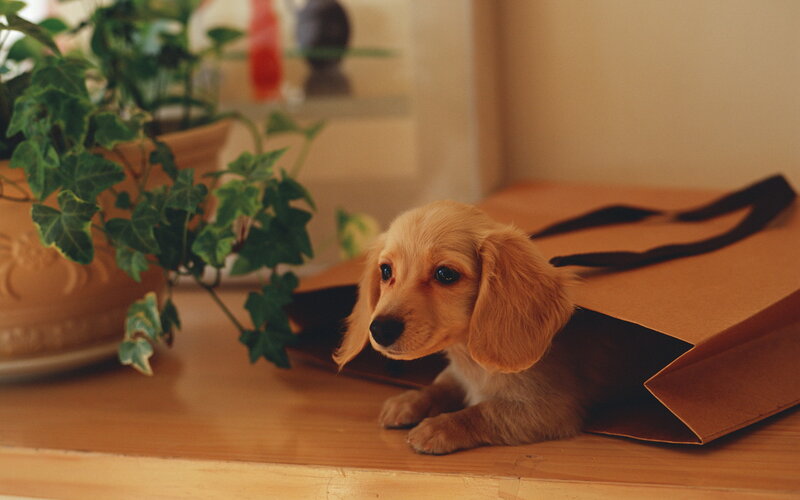 Dachshund Puppy — Brown, Calm, Photograph, Plant