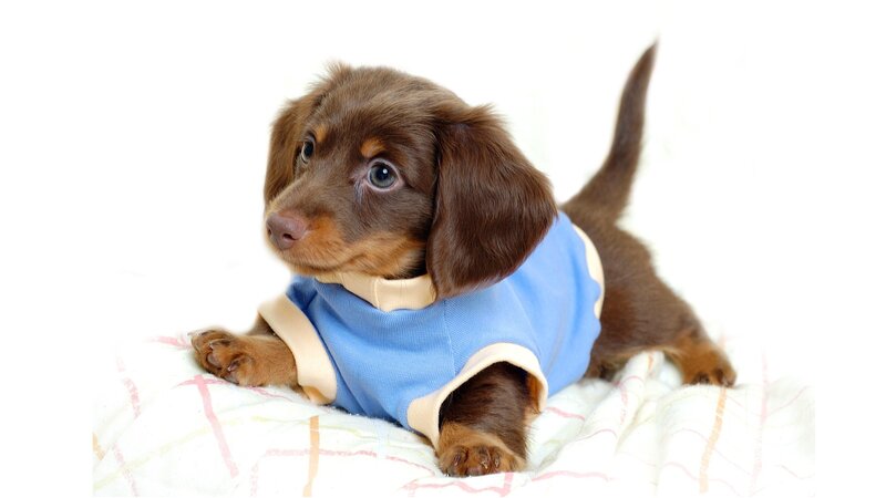 Dachshund Puppy — Brown, Calm, Photograph