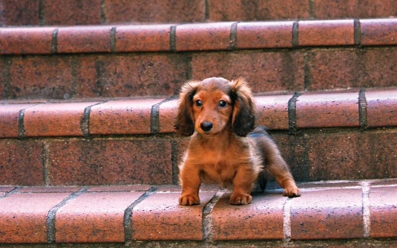 Dachshund Puppy — Brown, Calm