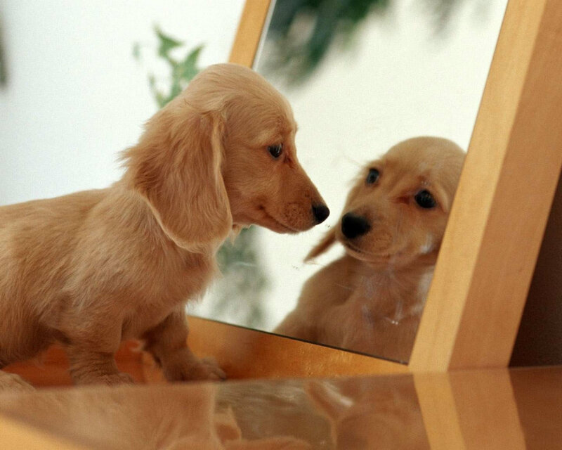 Dachshund Puppy — Brown, Curious, Photograph