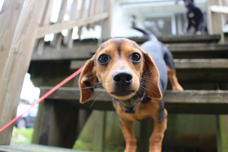 Dachshund Puppy — Brown, Curious