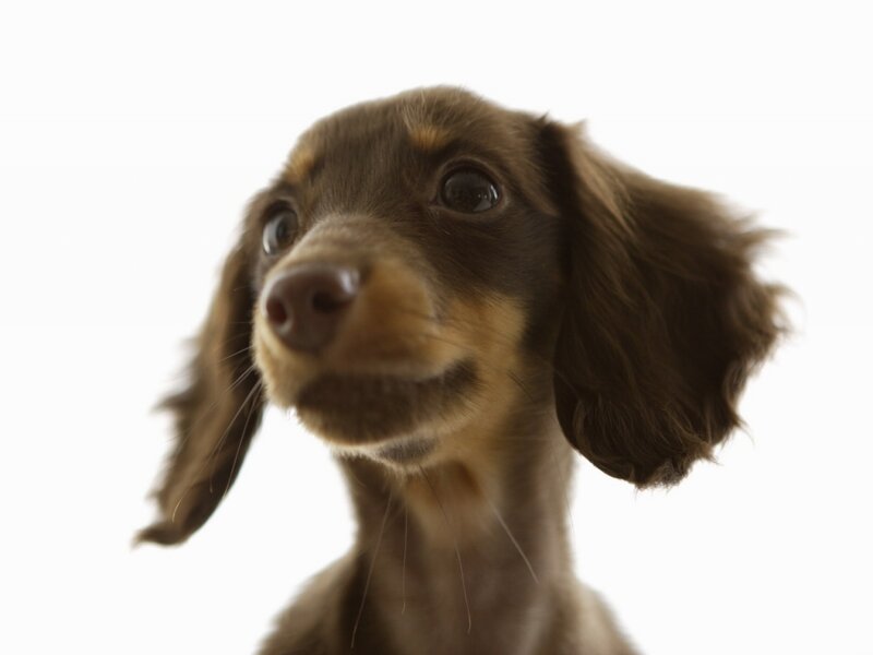 Dachshund Puppy — Brown, Innocent, Photograph, Dog
