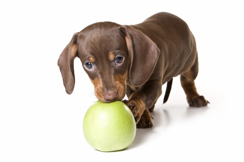 Dachshund Puppy — Brown, Neutral, Photograph