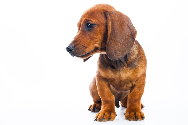 Dachshund Puppy — Brown, Neutral, Photograph, White Background