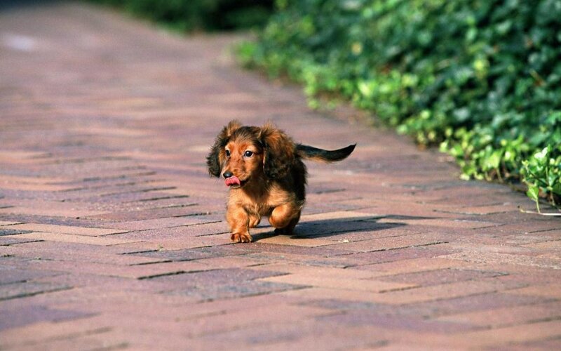 Dachshund Puppy — Brown, Playful