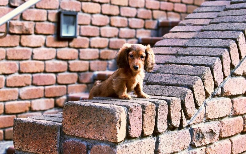 Dachshund Puppy — Brown