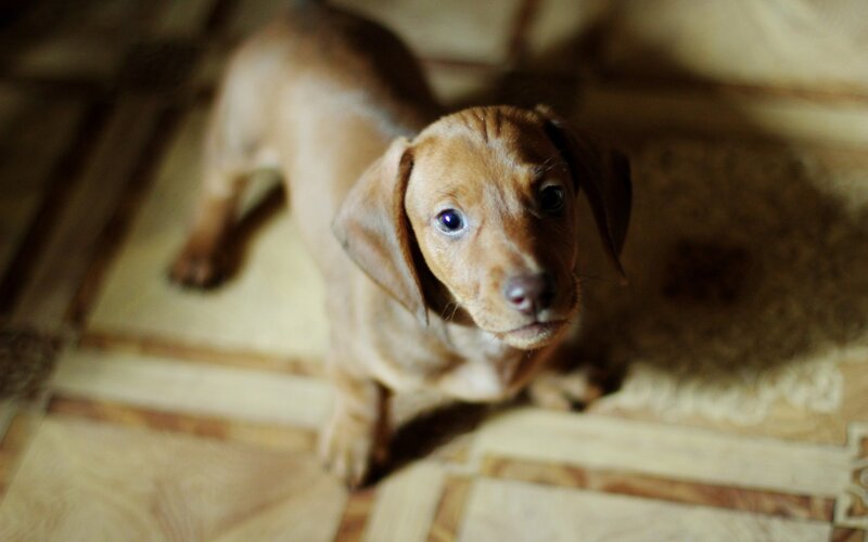 Dachshund Puppy — Floor