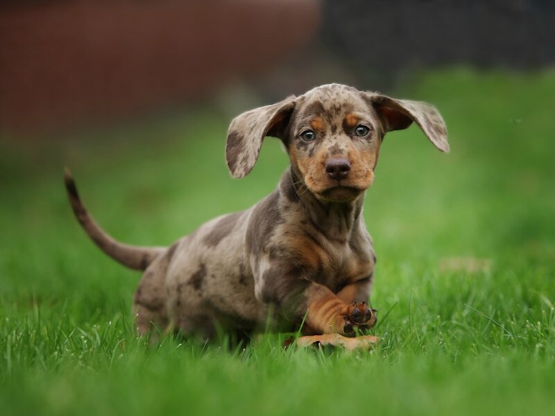 Dachshund Puppy — Green, Calm, Afternoon, Photograph