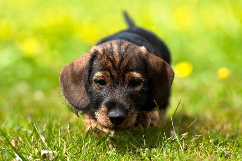 Dachshund Puppy — Green, Calm, Afternoon
