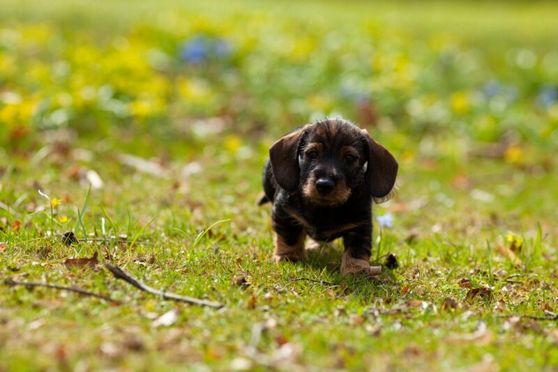 Dachshund Puppy — Green, Calm