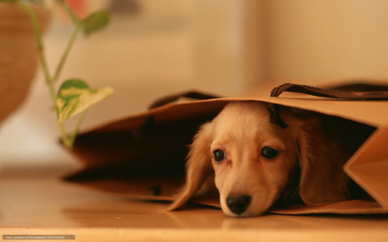 Dachshund Puppy in Bag — Brown, Calm, Photograph