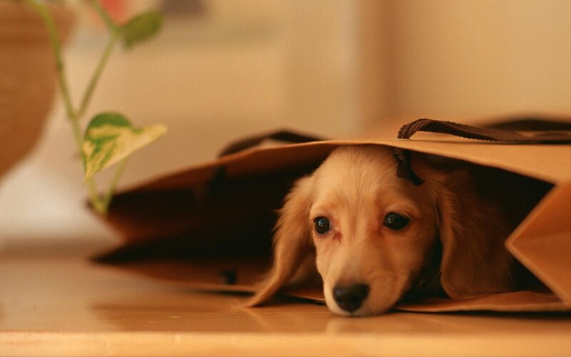 Dachshund Puppy in Bag — Brown, Calm