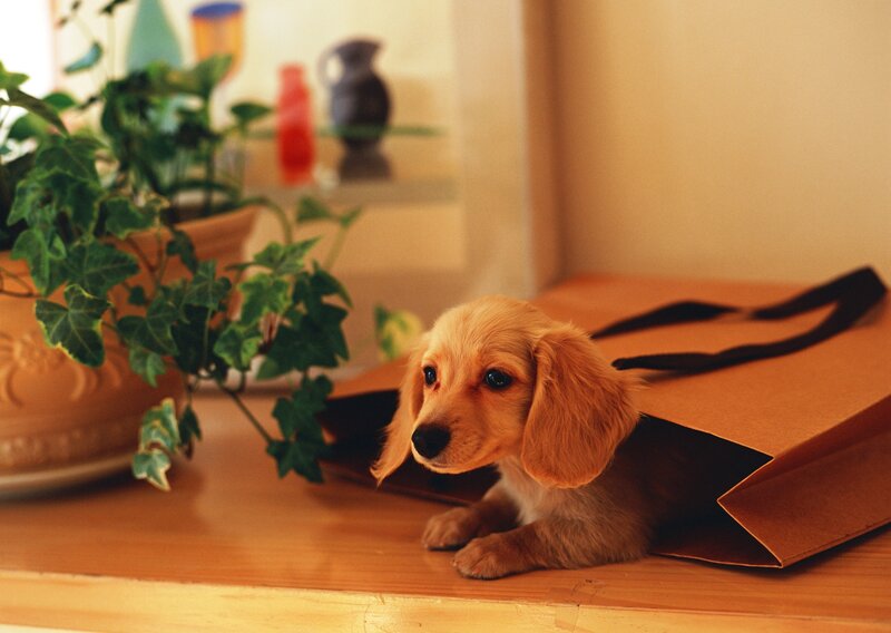 Dachshund Puppy in Bag — Brown