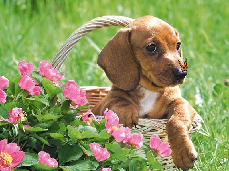 Dachshund Puppy in Basket