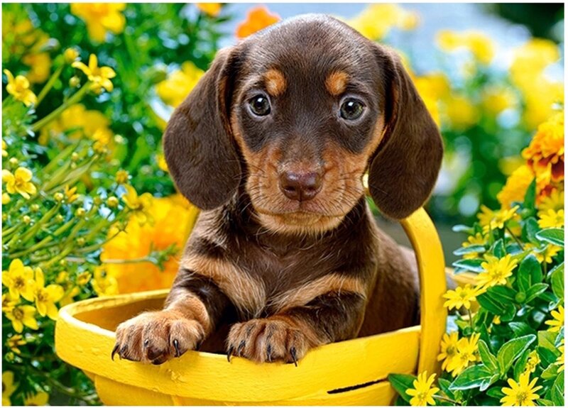 Dachshund Puppy in Basket — Yellow