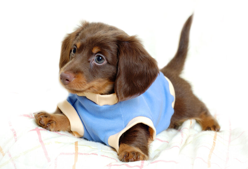 dachshund puppy in blue shirt