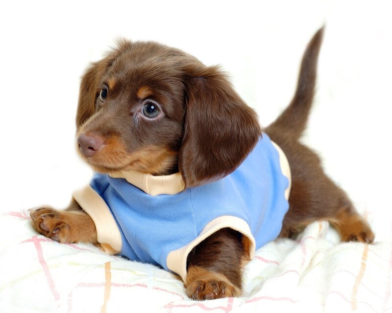 dachshund puppy in blue shirt