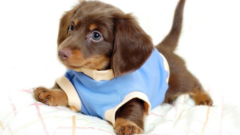 dachshund puppy in blue shirt