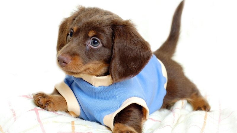 dachshund puppy in blue shirt