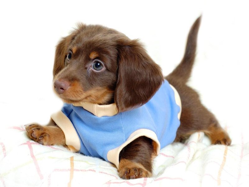 dachshund puppy in blue shirt