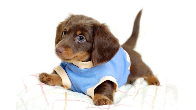 dachshund puppy in blue shirt
