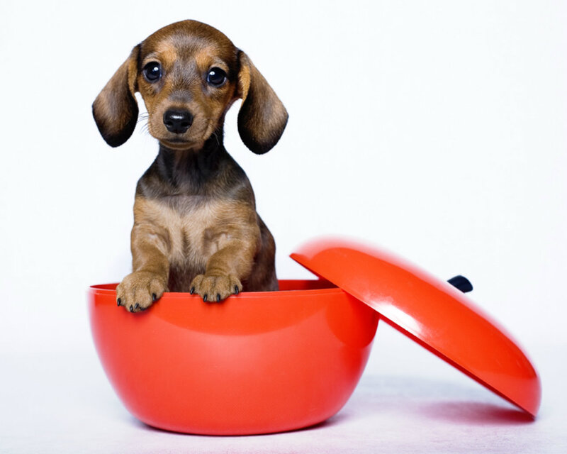 Dachshund Puppy in Bowl