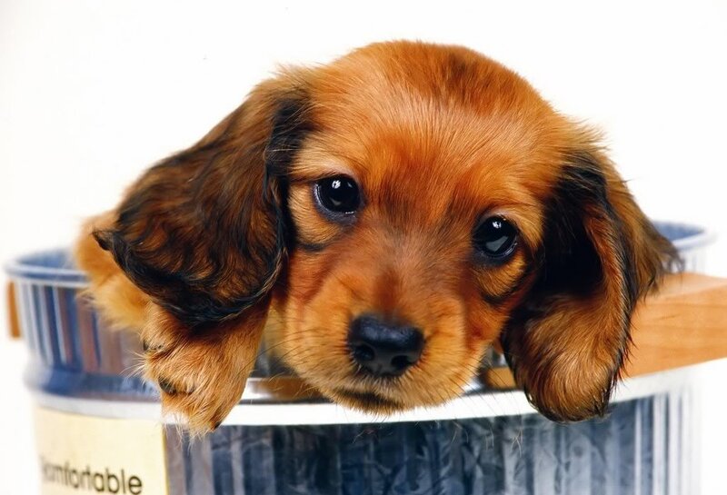 dachshund puppy in bucket