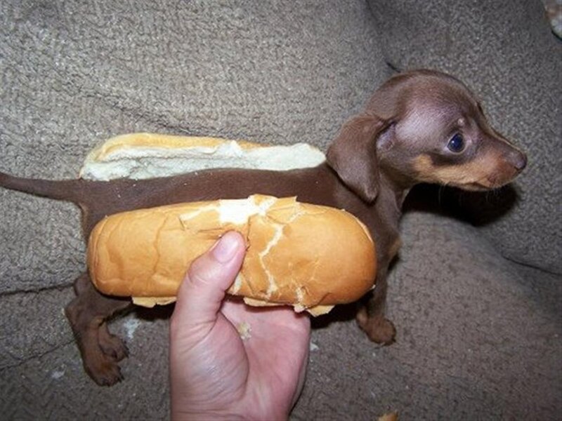 Dachshund Puppy in Bun