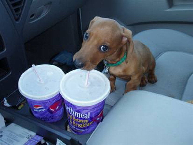 Dachshund Puppy in Car