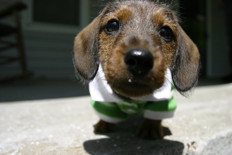 dachshund puppy in clothes