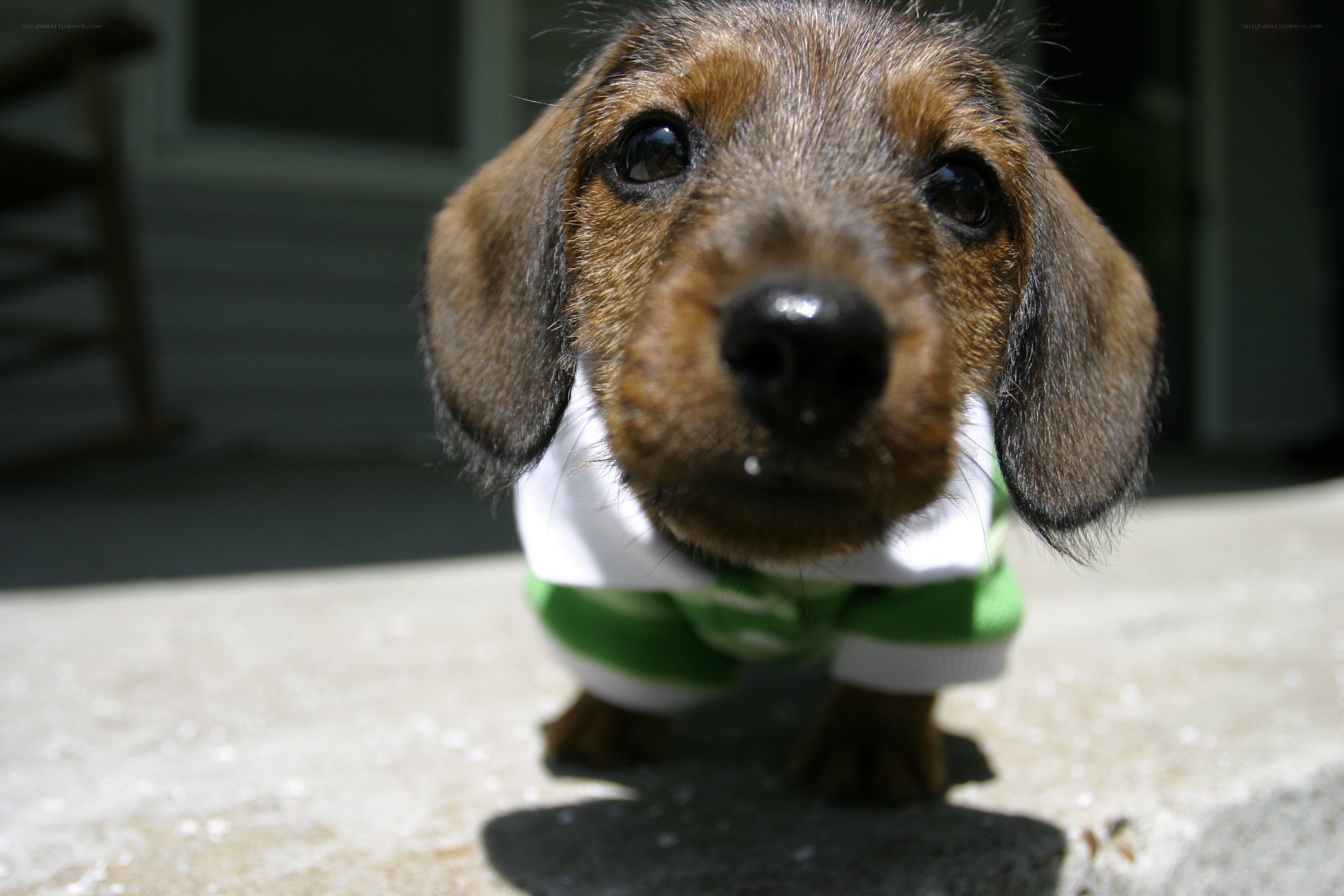 dachshund puppy in clothes