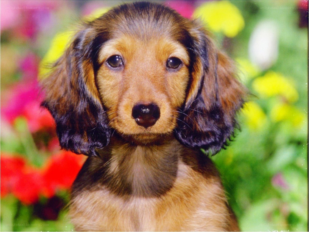 Dachshund puppy in flowers