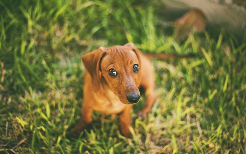 Dachshund Puppy in Grass — Green