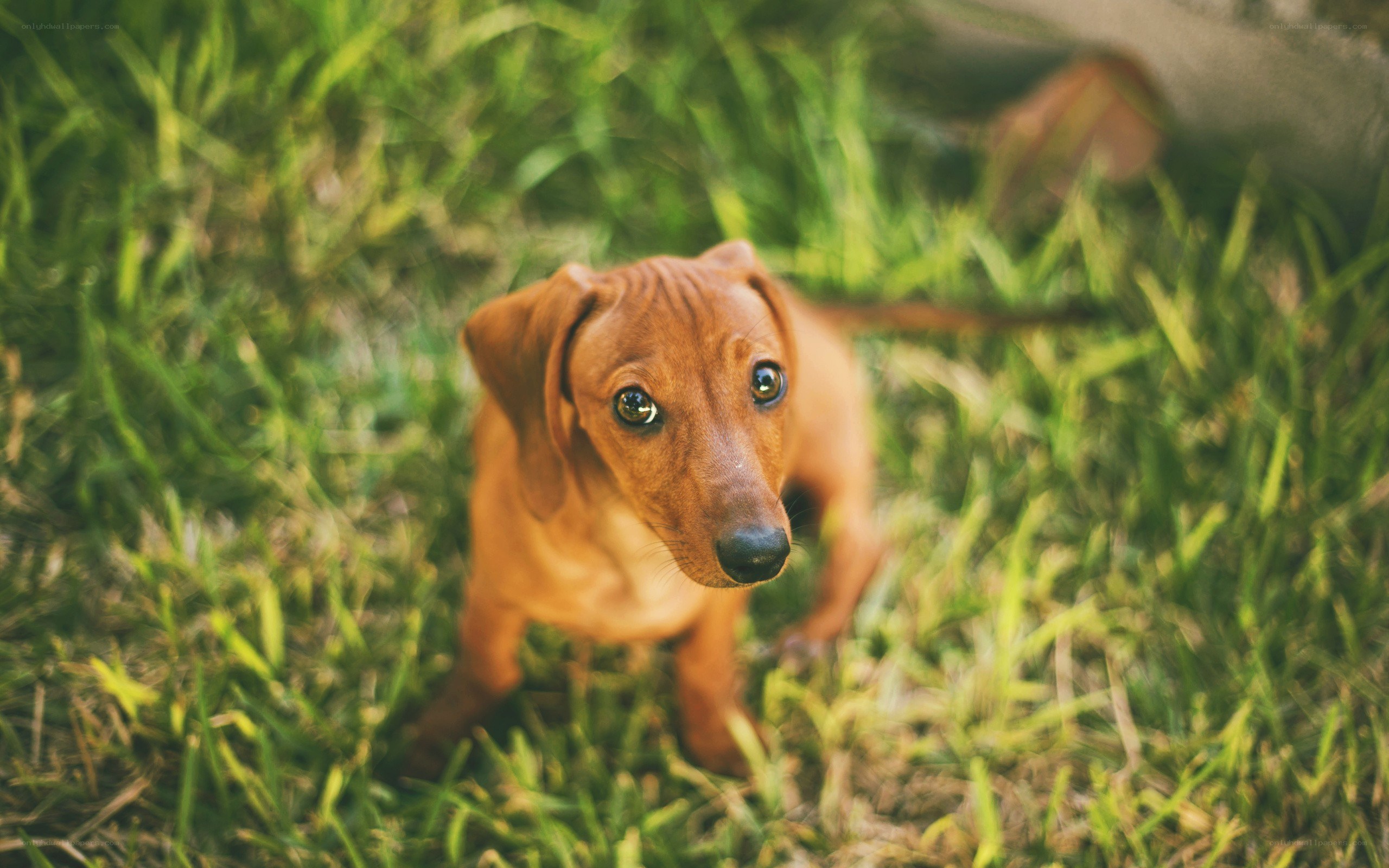 dachshund puppy in grass