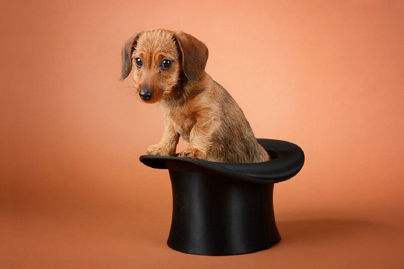Dachshund Puppy in Hat