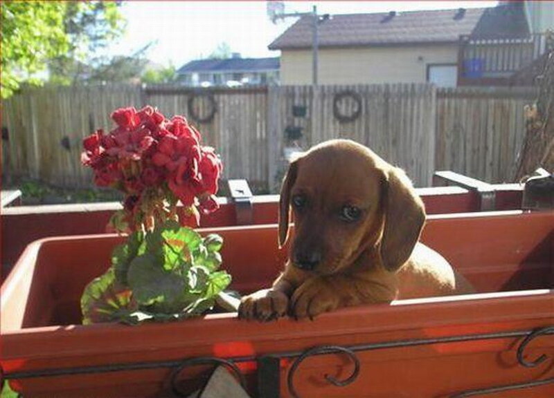 Dachshund Puppy in Planter