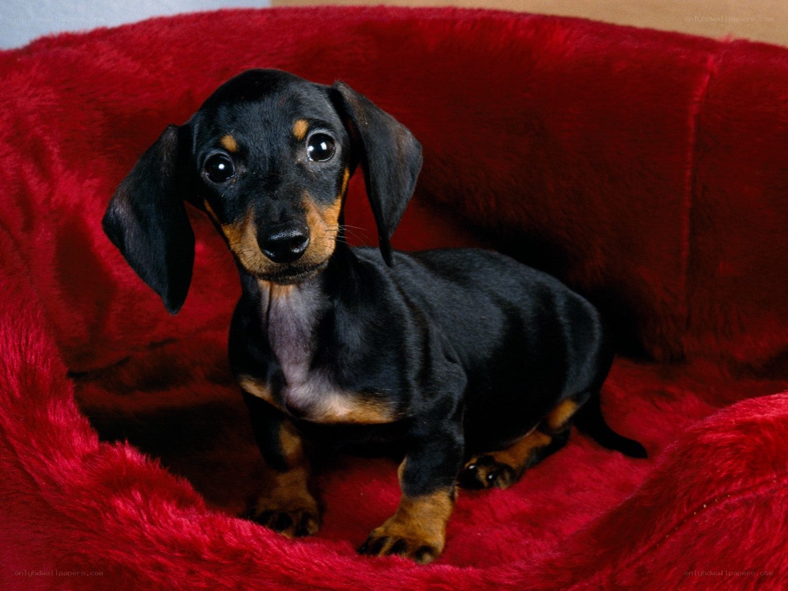dachshund puppy in red bed