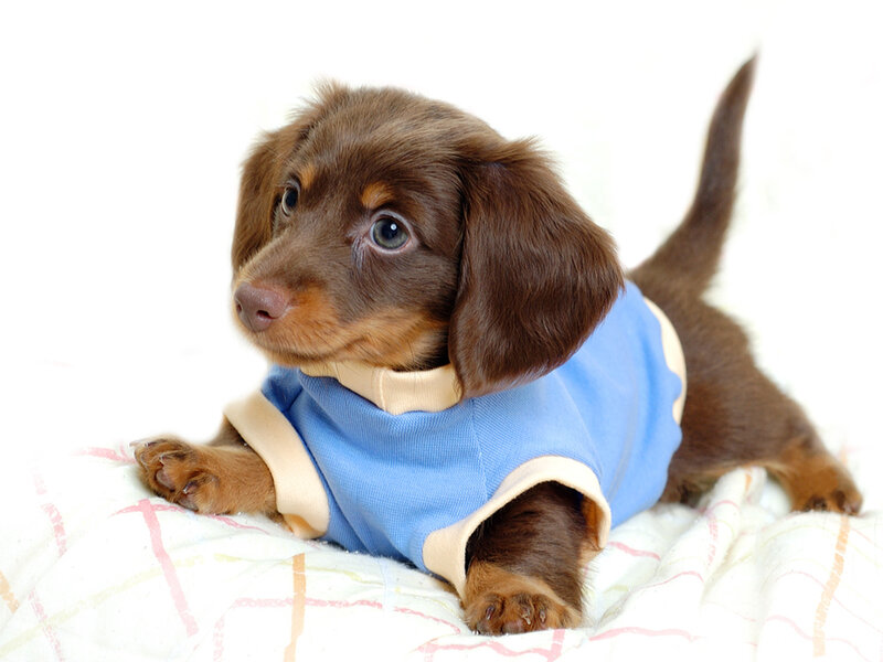 Dachshund Puppy in Shirt