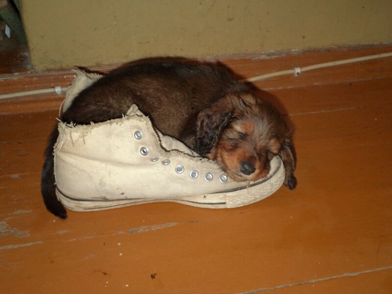 Dachshund Puppy in Shoe
