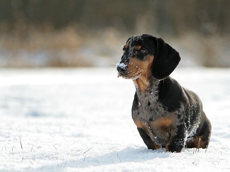 Dachshund Puppy in Snow — Black