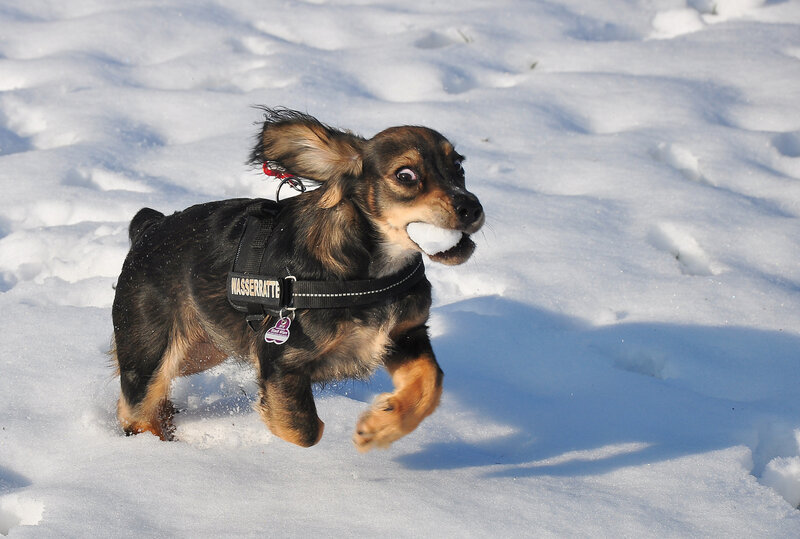 Dachshund Puppy in Snow
