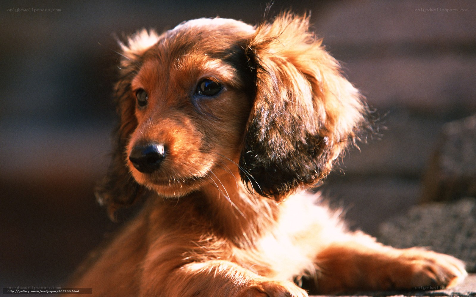 Dachshund puppy in sunlight