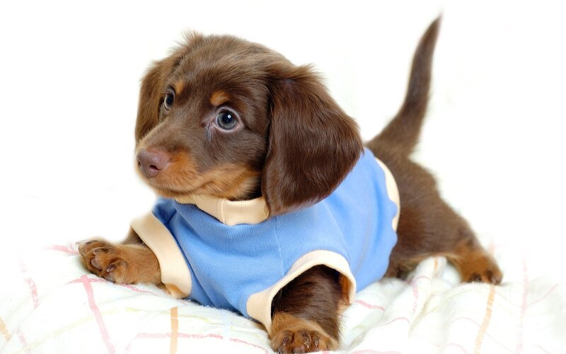 Dachshund Puppy in Sweater