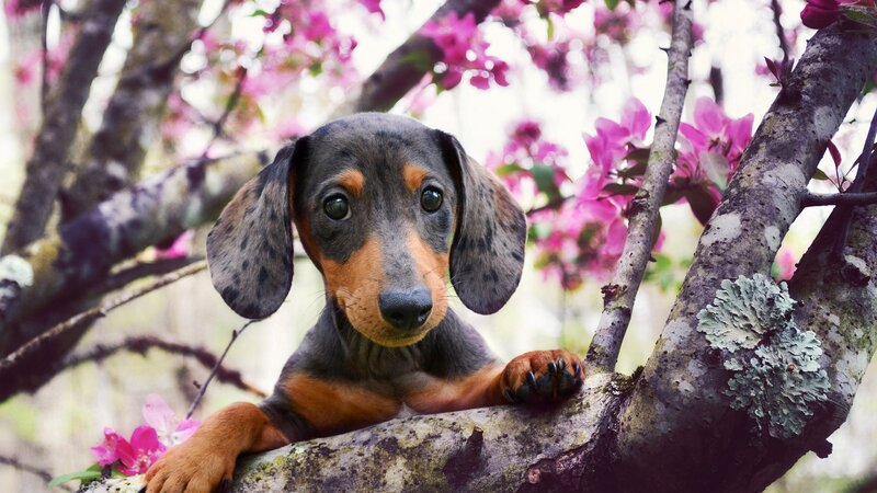 Dachshund Puppy in Tree — Brown