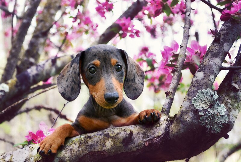Dachshund Puppy in Tree