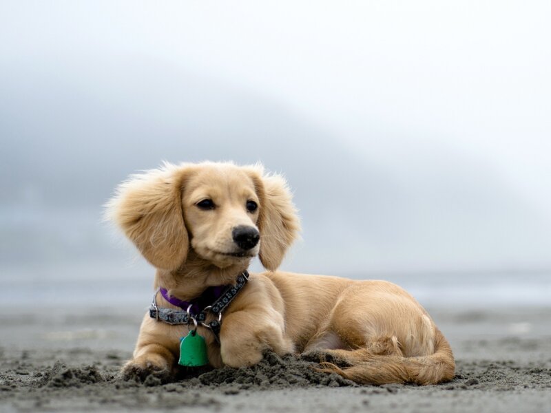 Dachshund Puppy on Beach