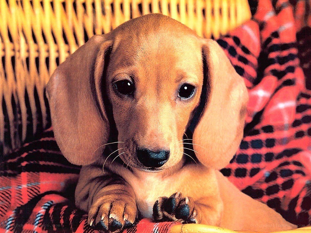 dachshund puppy on blanket