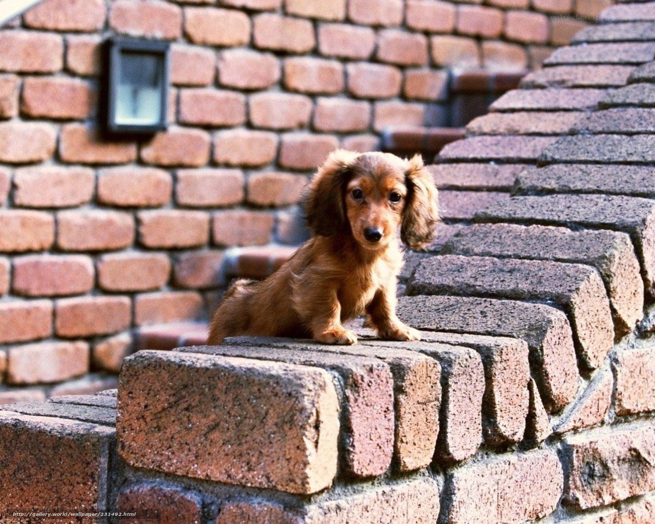 dachshund puppy on brick steps